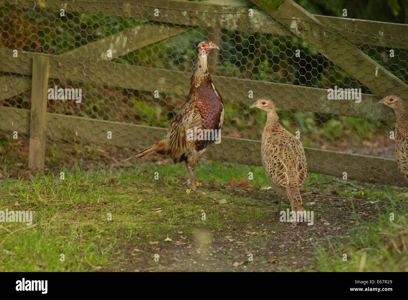 Pheasant`s  on the withycoombe shoot Stock Photo